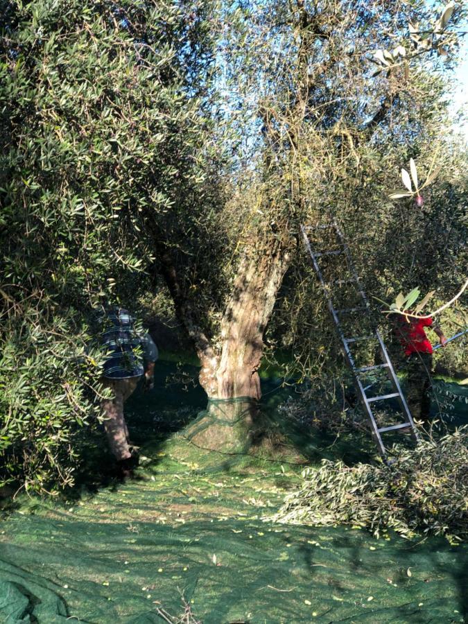 Il Borghetto Andrea Tafi Guest House Lamporecchio Exterior photo